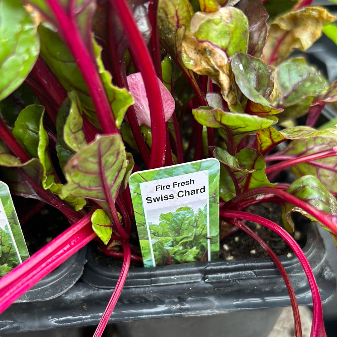 Swiss Chard (Multi pack)