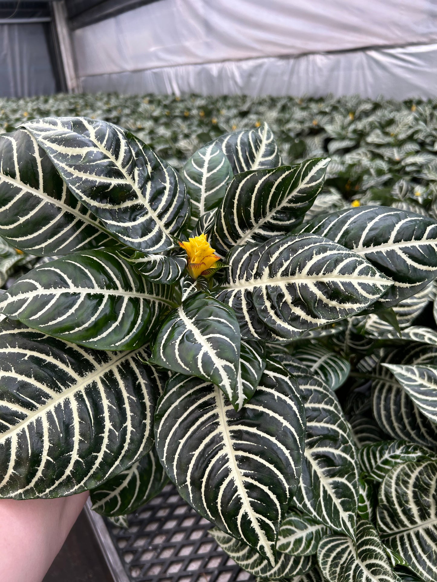 6" Zebra Plant (Aphelandra)