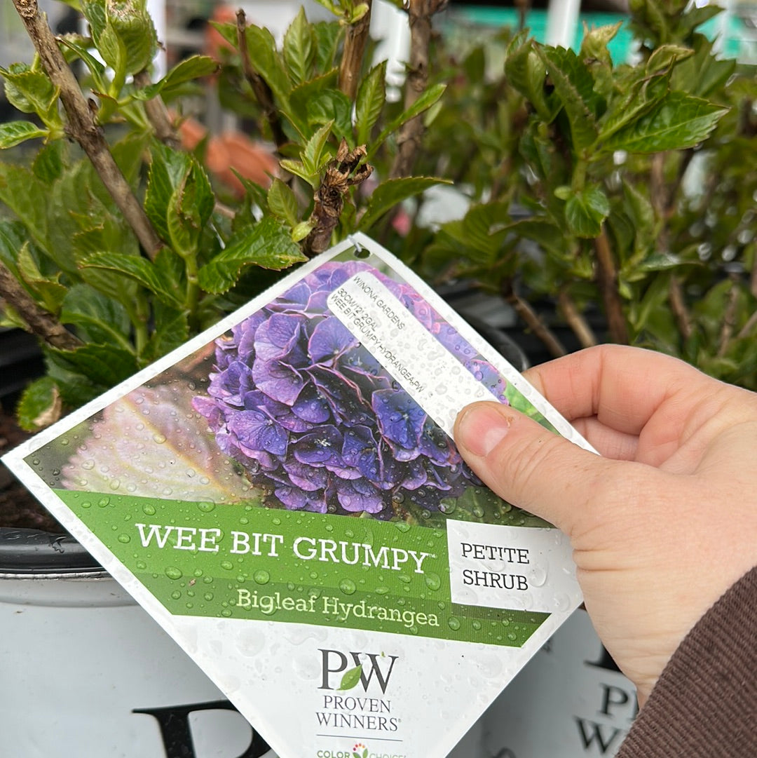 'Wee Bit Grumpy' Hydrangea