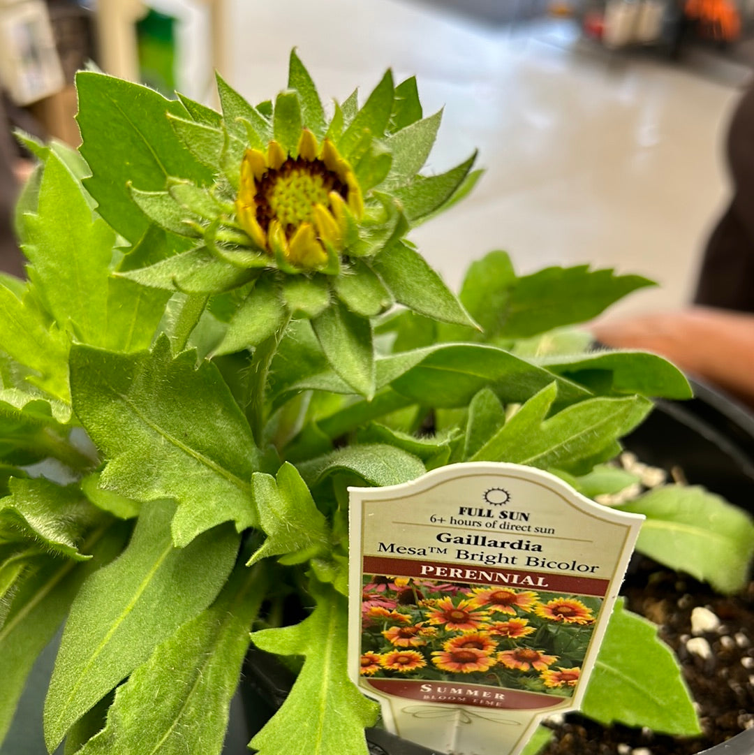 1 Gal Blanket Flower 'Gaillardia'