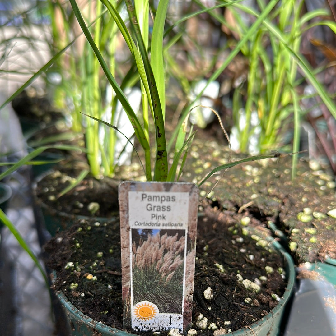 1 Gal Pampas Grass