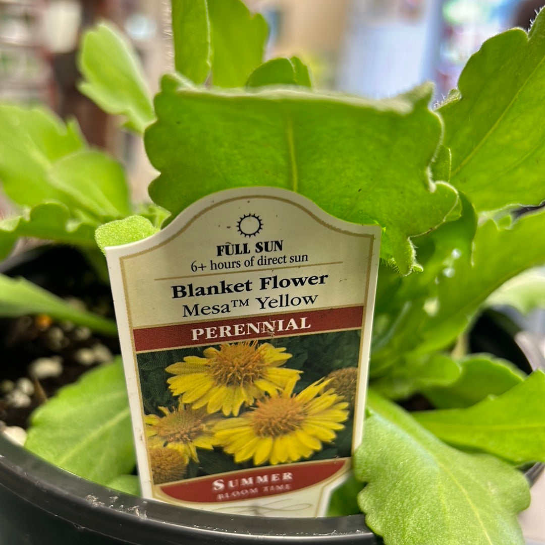 1 Gal Blanket Flower 'Gaillardia'