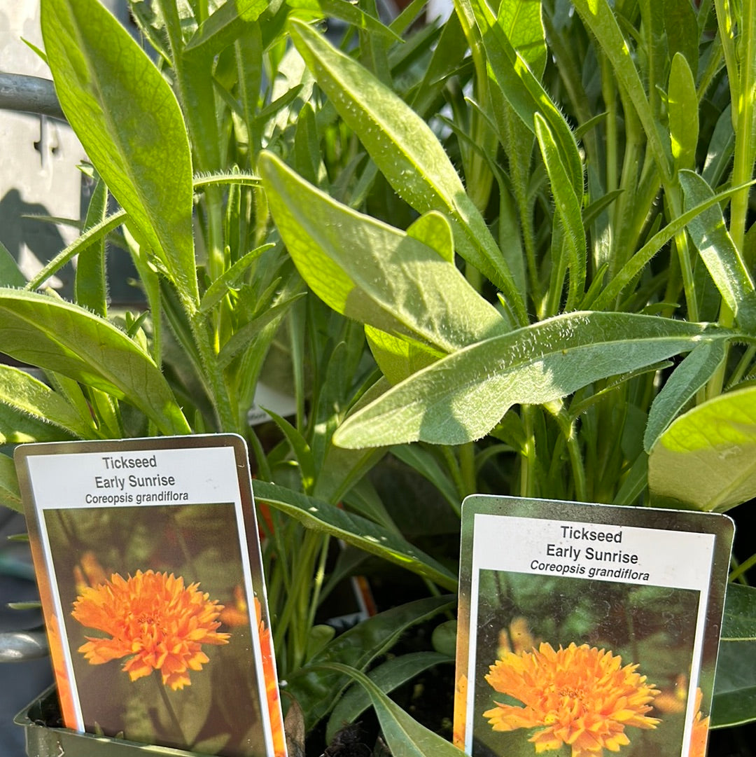 4" Coreopsis 'Tickseed'