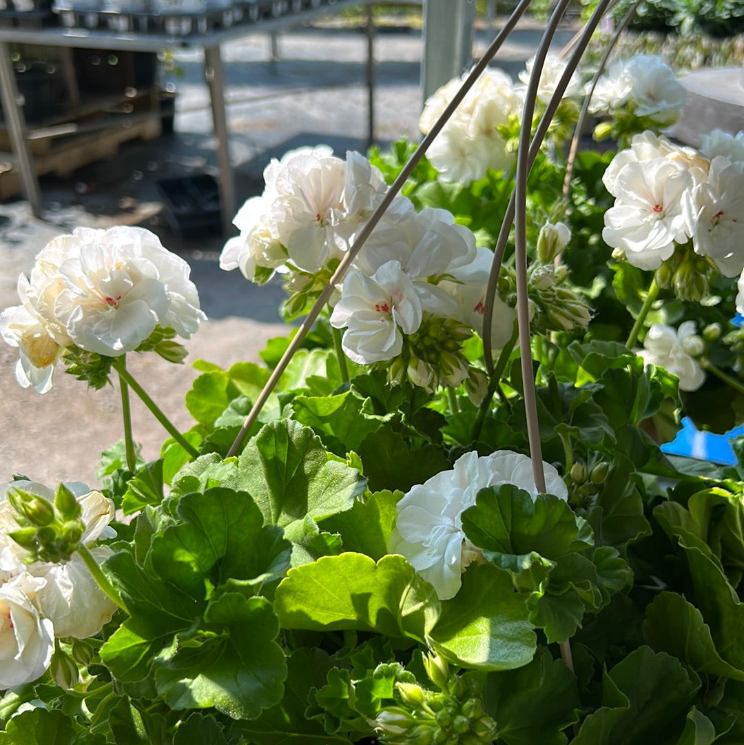 10" Hanging Basket - Geranium