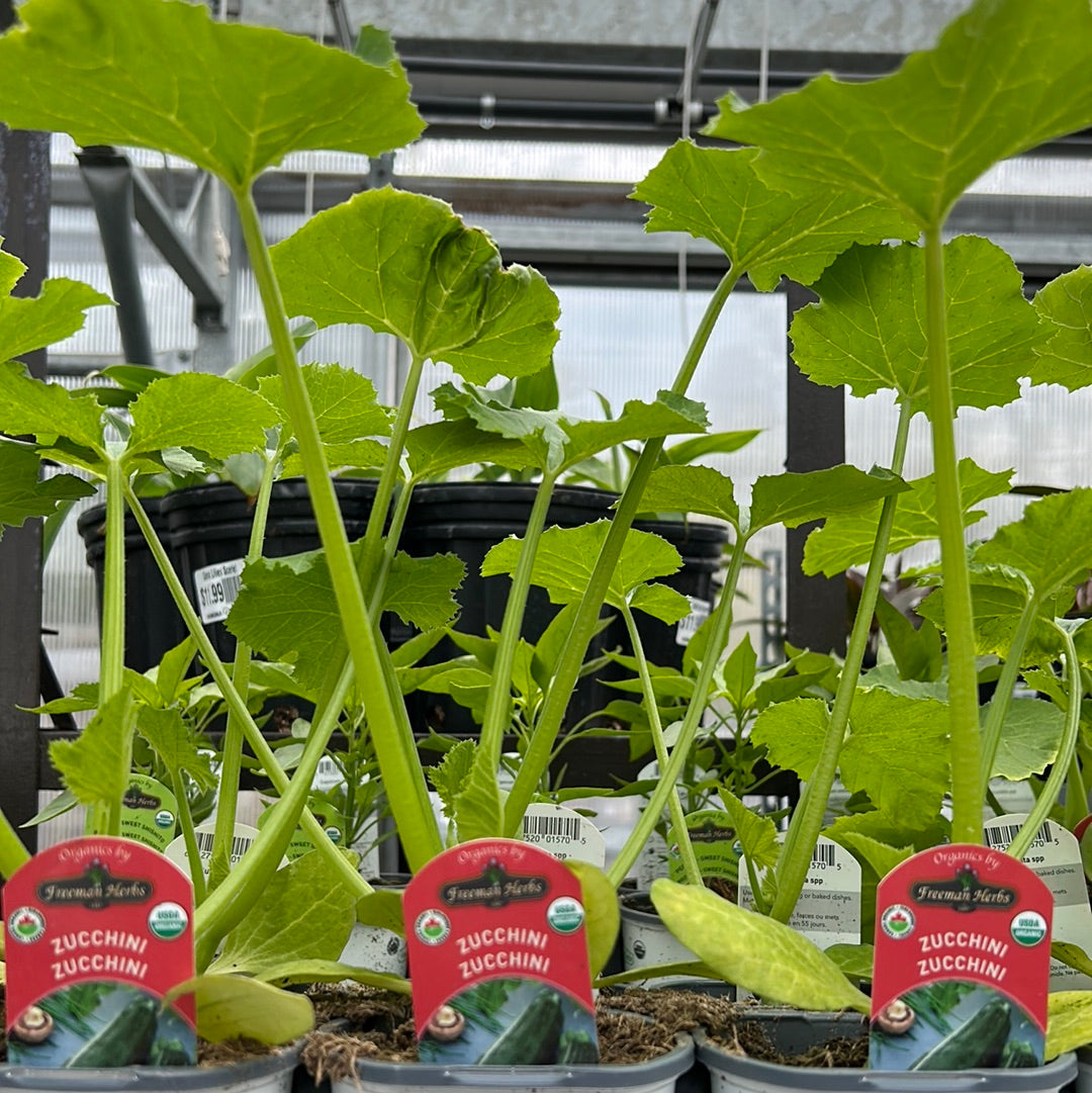 4" Organic Zucchini