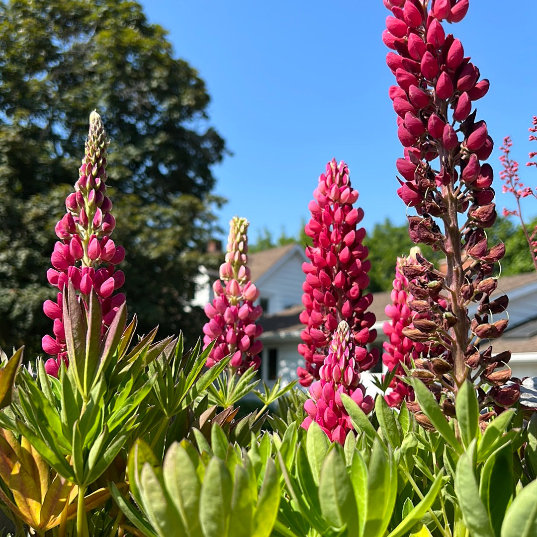 Lupine 'Lupinus' 1 Gal