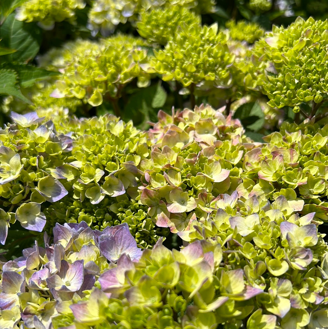 Let's Dance Skyview Hydrangea