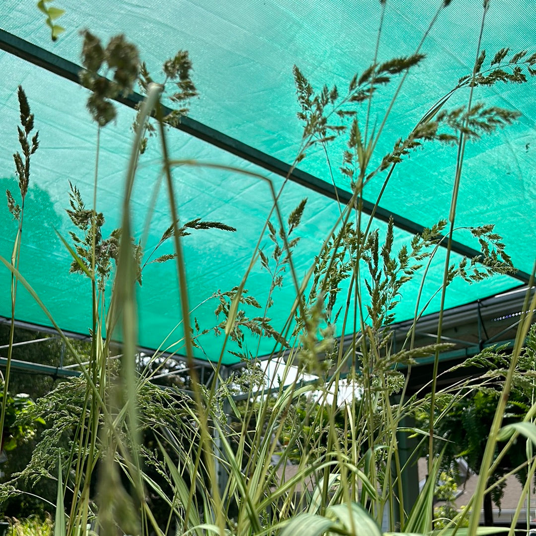 Phalaris 'Strawberries Cream' 1 Gal Grass