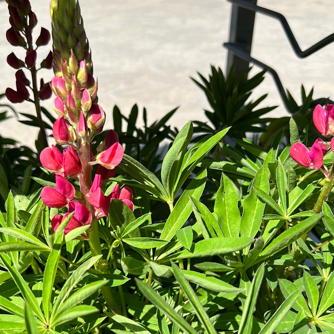 Lupine 'Lupinus' 1 Gal