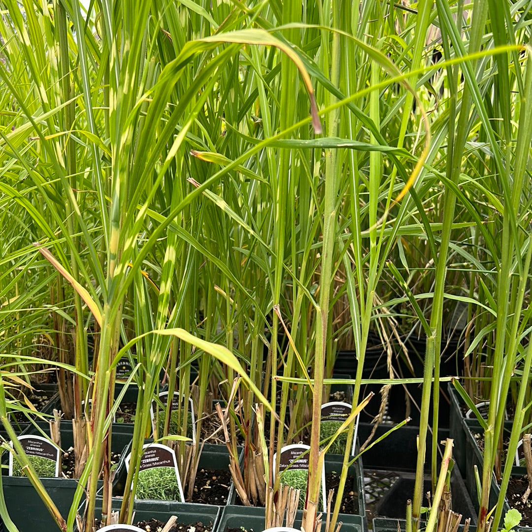 Miscanthus sin. 'Zebrinas' (Zebra Grass)