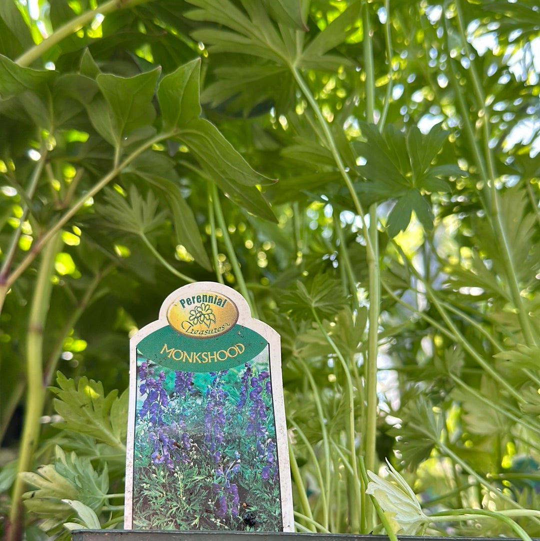Monkshood ‘Aconitum Napellus’