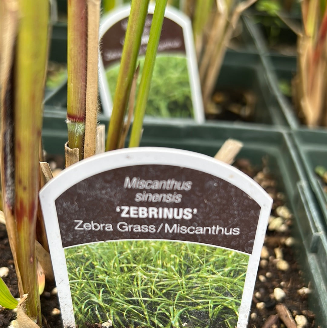 Miscanthus sin. 'Zebrinas' (Zebra Grass)