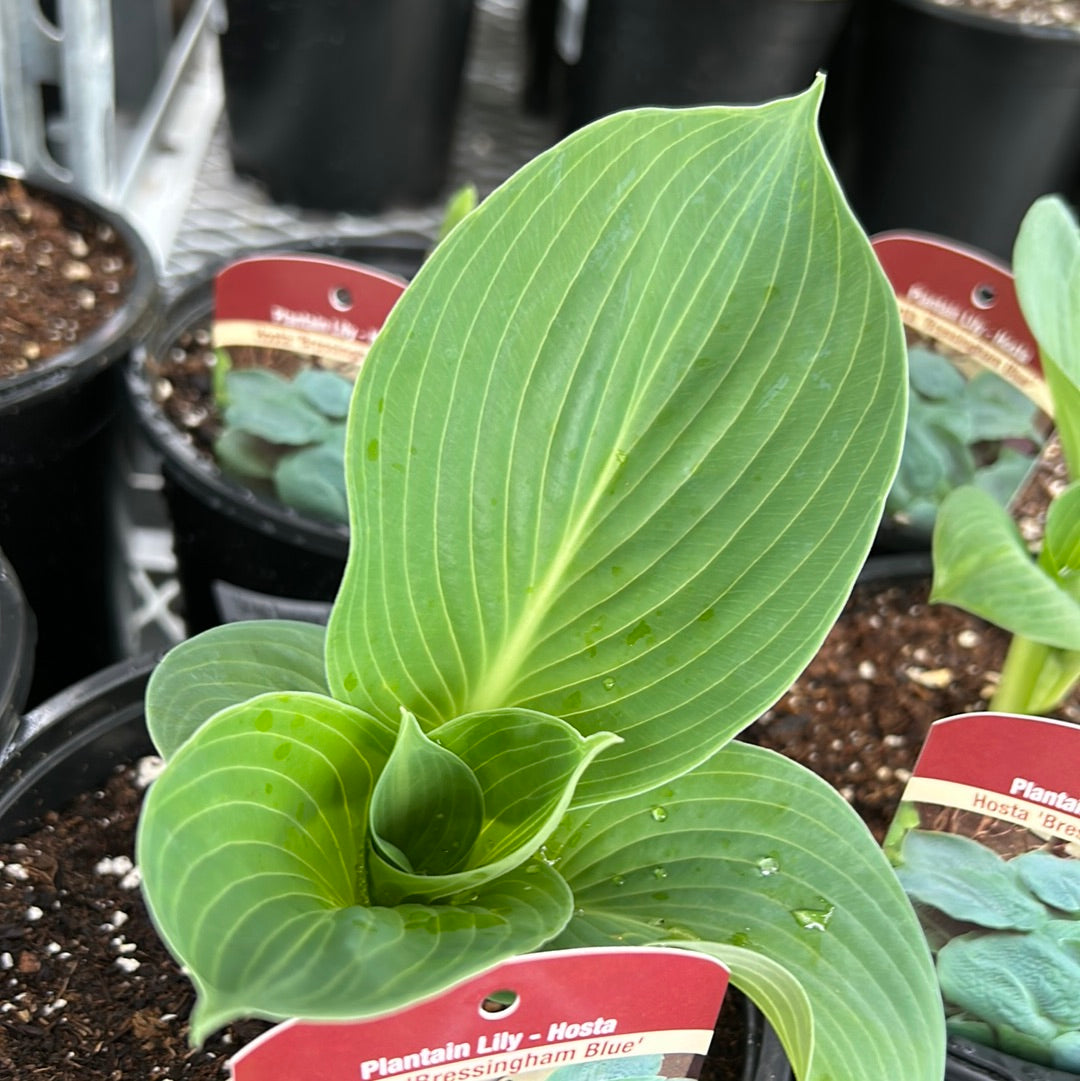 1 Gal Hosta 'Bressingham Blue'