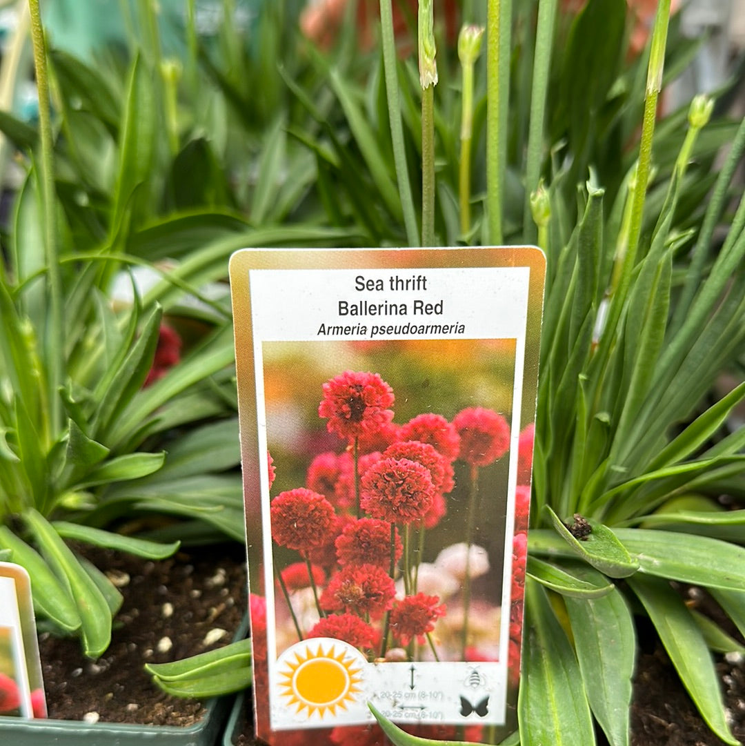 1 Gal Thrift "Armeria"