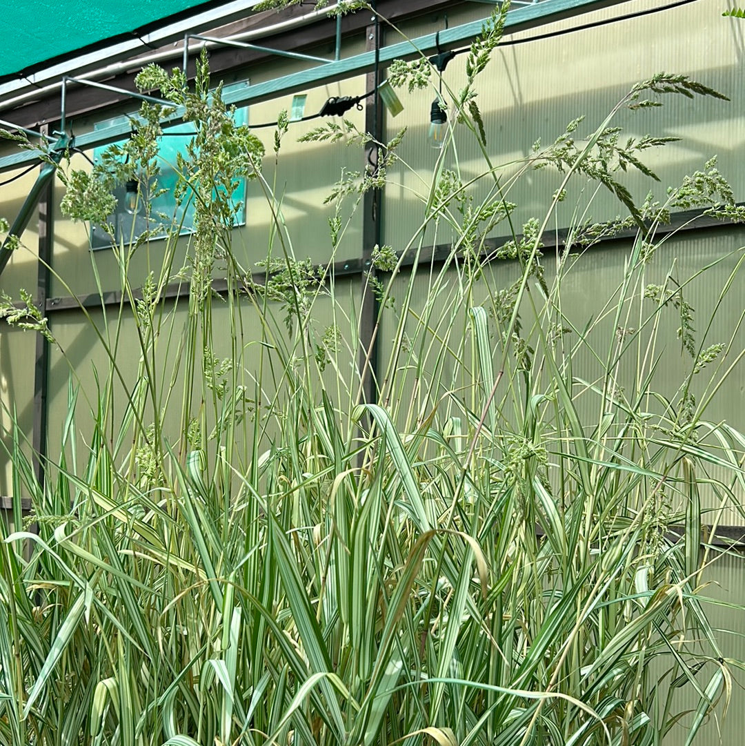 Phalaris 'Strawberries Cream' 1 Gal Grass