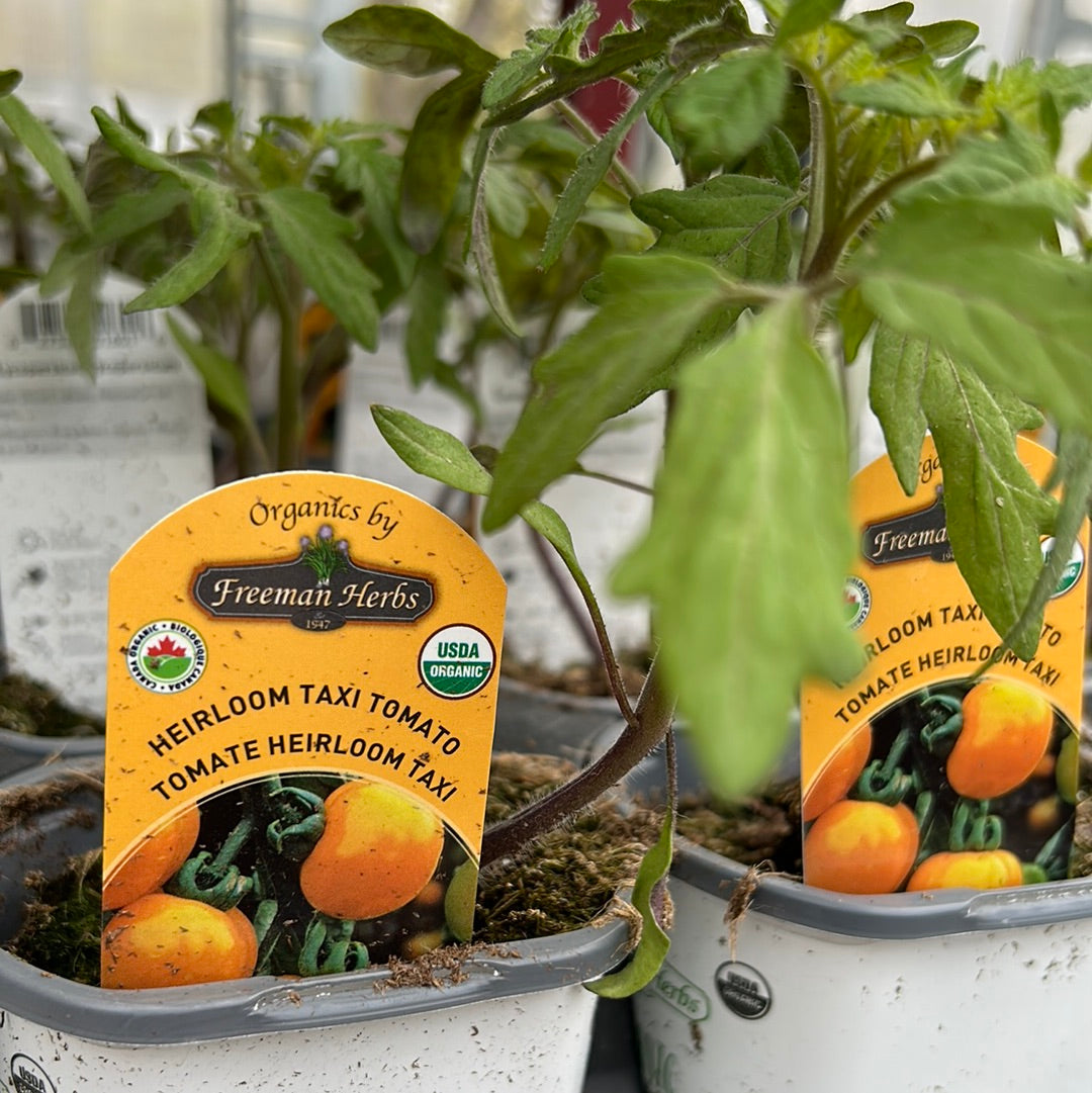 4" Organic Heirloom Taxi Tomato