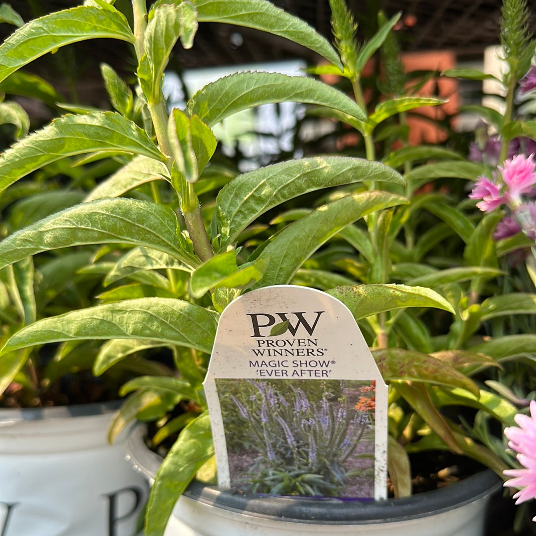 1 Gal Speedwell (Veronica)