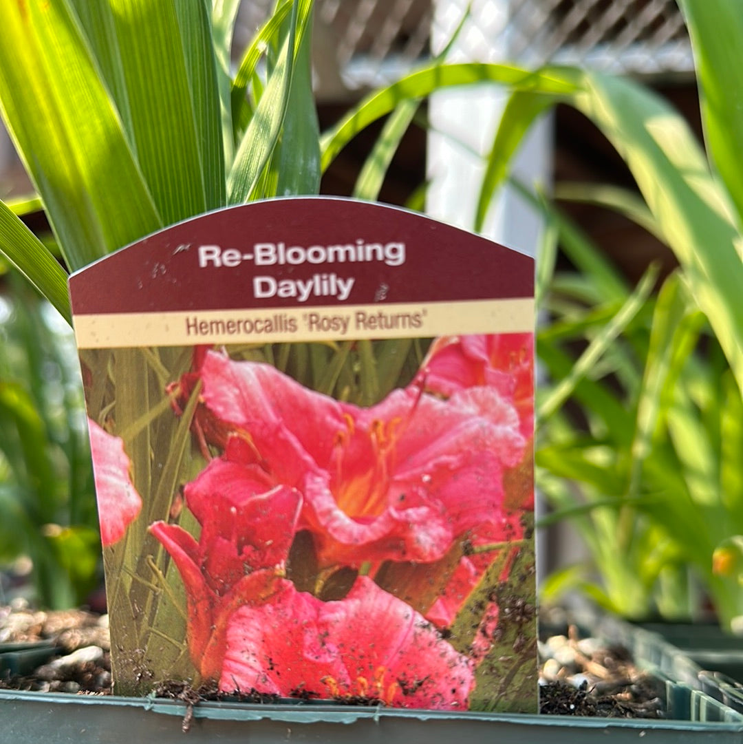 1 Gal Daylily (Hemerocallis)