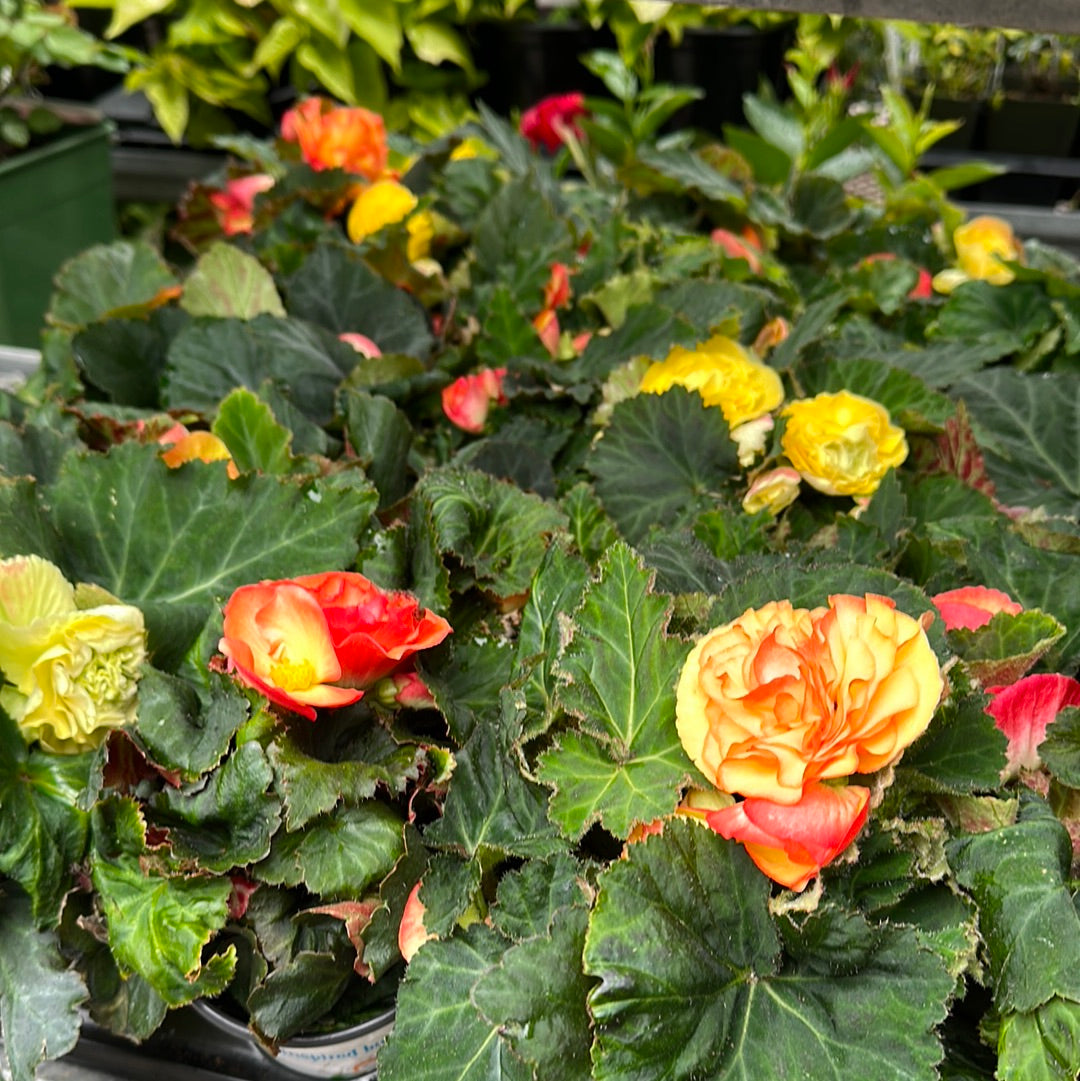 4" Non Stop Begonias