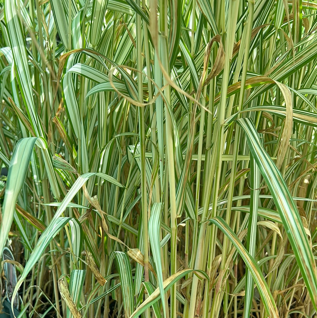 Phalaris 'Strawberries Cream' 1 Gal Grass