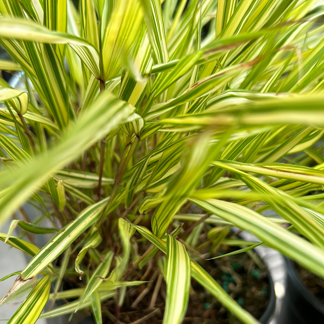 1 Gal Japanese Forest Grass (Hakonechloa)