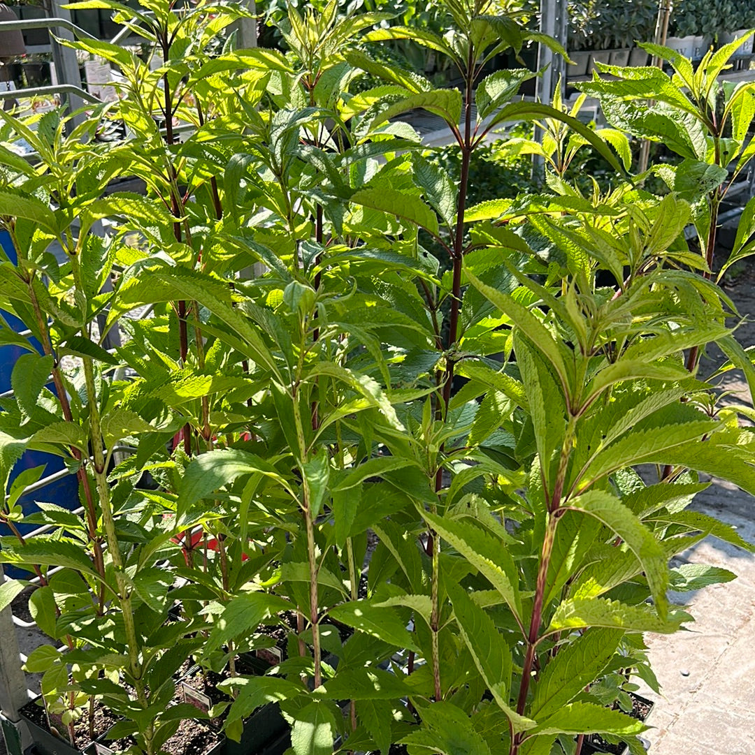 1 Gal Joe-Pye Weed 'Eupatorium Maculatum'