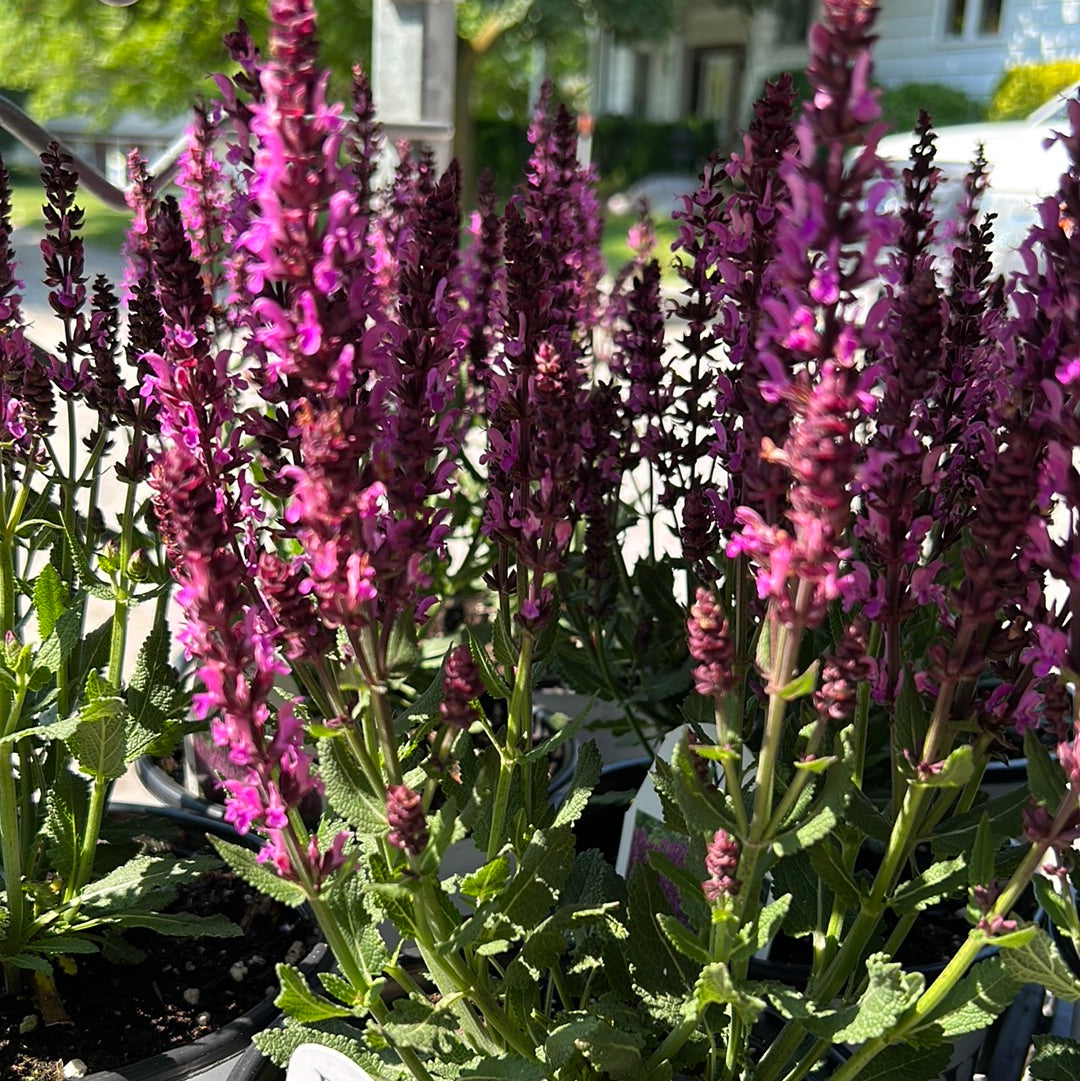 1 Gal Perennial Sage (Salvia)