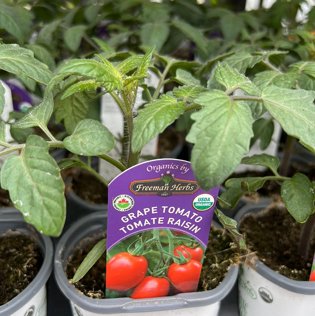 4" Organic Grape Tomato