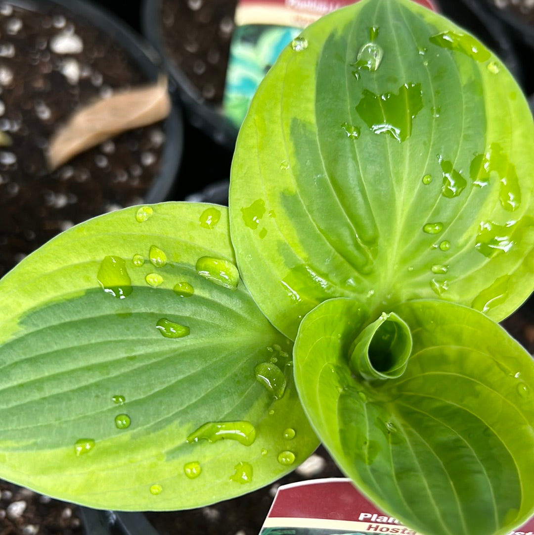 1 Gal Hosta 'Brim Cup'
