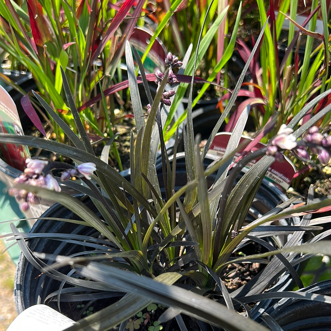 Ophiopogon ( Black Mondo Grass ) 1 Gal