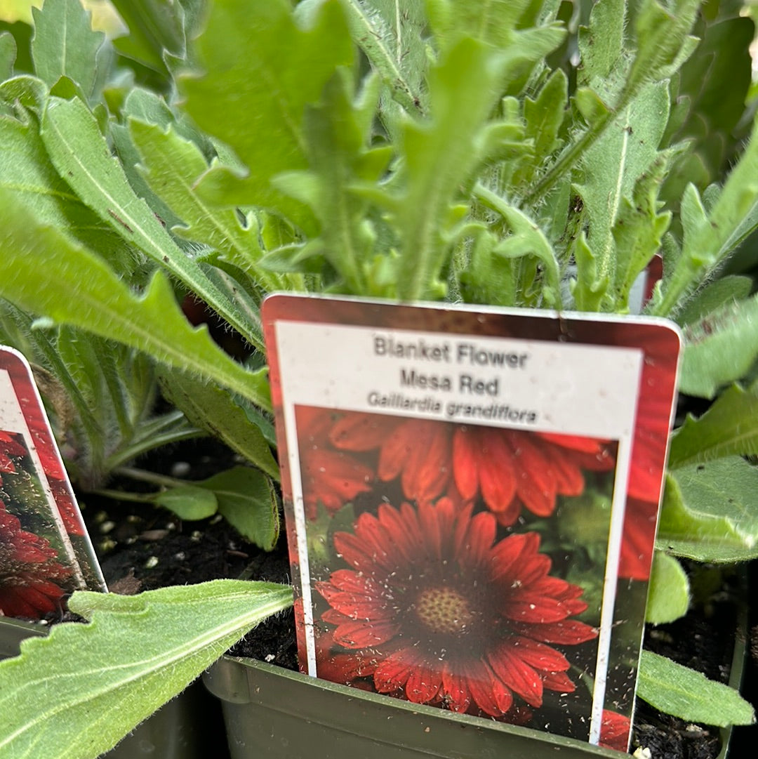 4" Blanket Flower (Gaillardia)