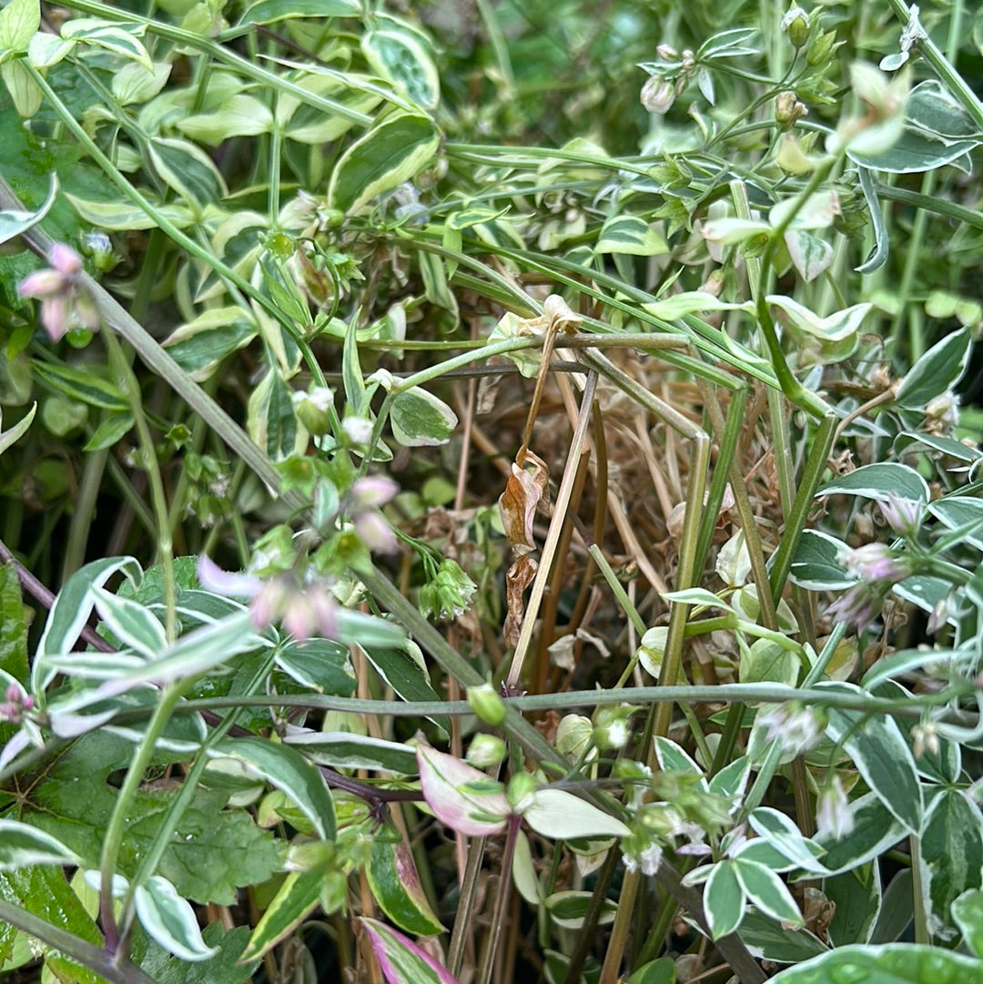 Polemonium 'Jacob's Ladder'