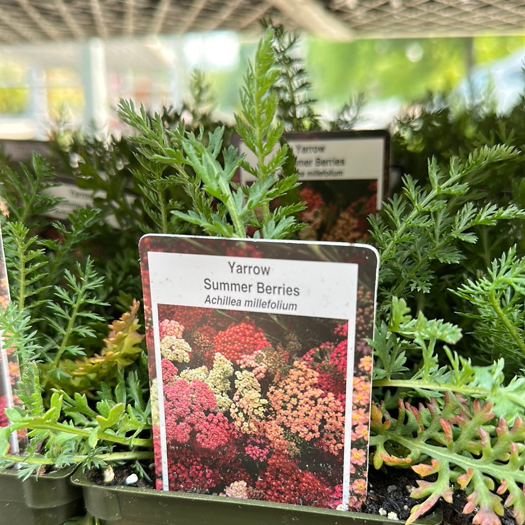 4" Achillea (Yarrow)