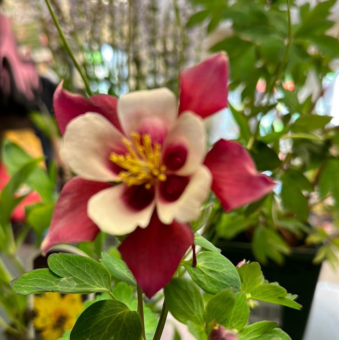 4" Columbine (Aquilegia)