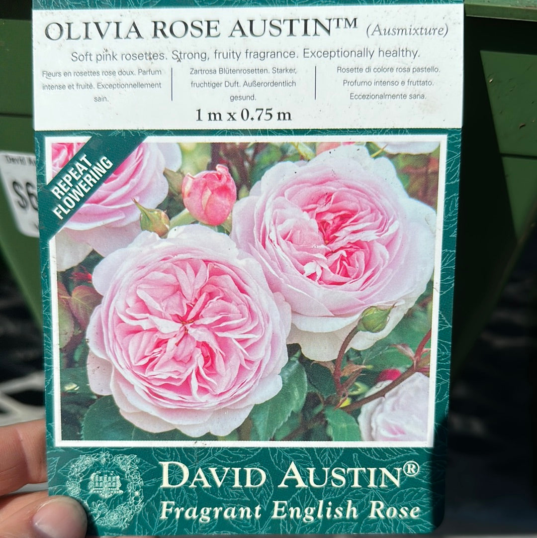 David Austin Olivia Rose Austin Rose (Pink)
