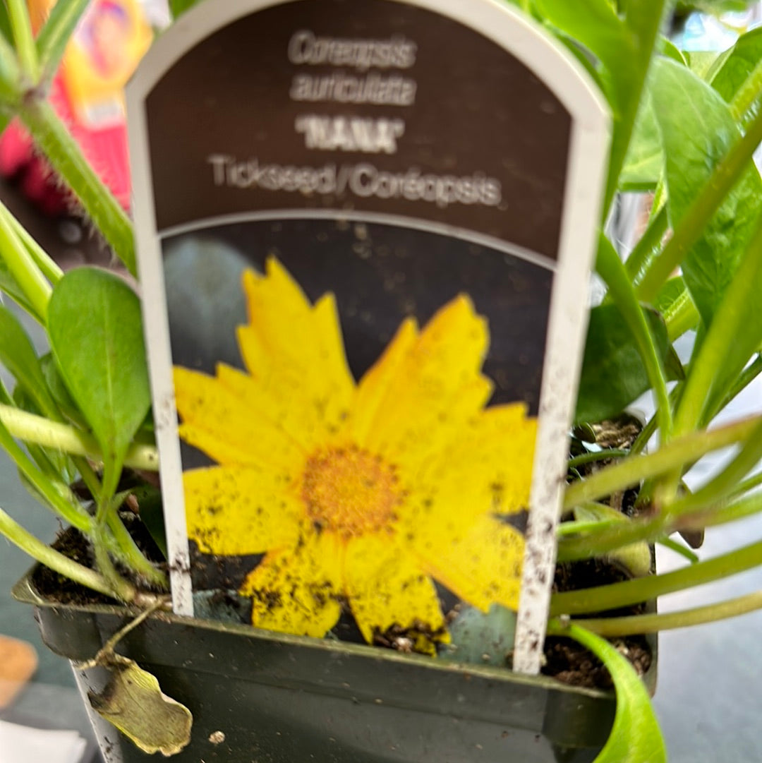 4" Coreopsis 'Tickseed'