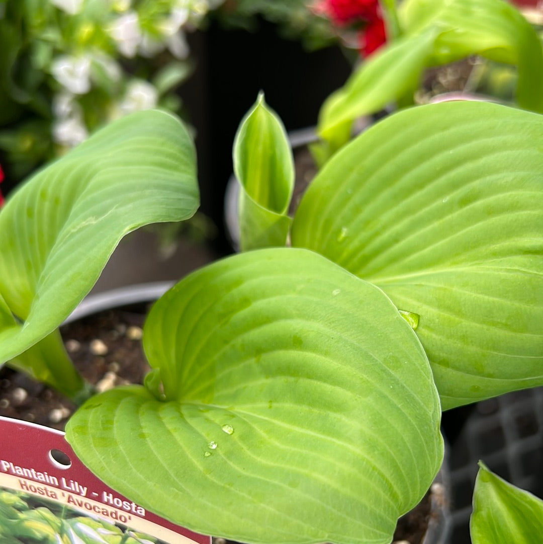 1 Gal Hosta 'Avocado'