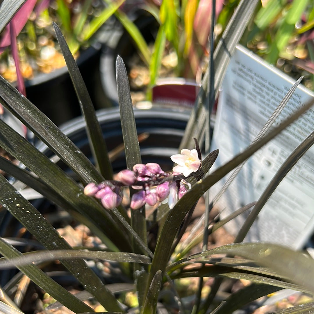 Ophiopogon ( Black Mondo Grass ) 1 Gal