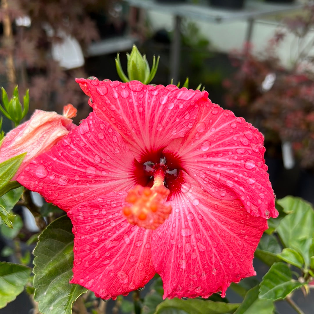10" Tropical Hibiscus