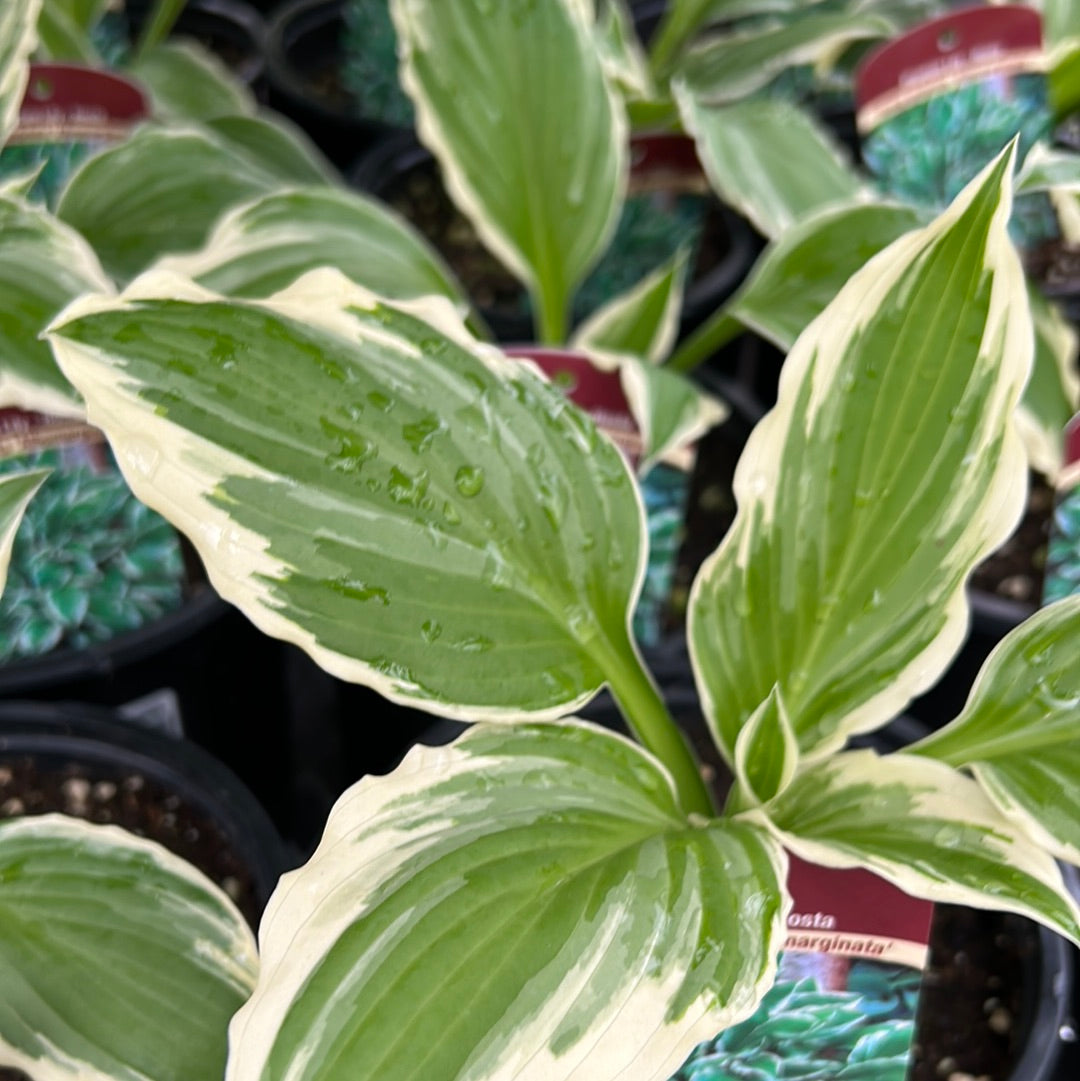 1 Gal Hosta 'Undulata Albomarginata'