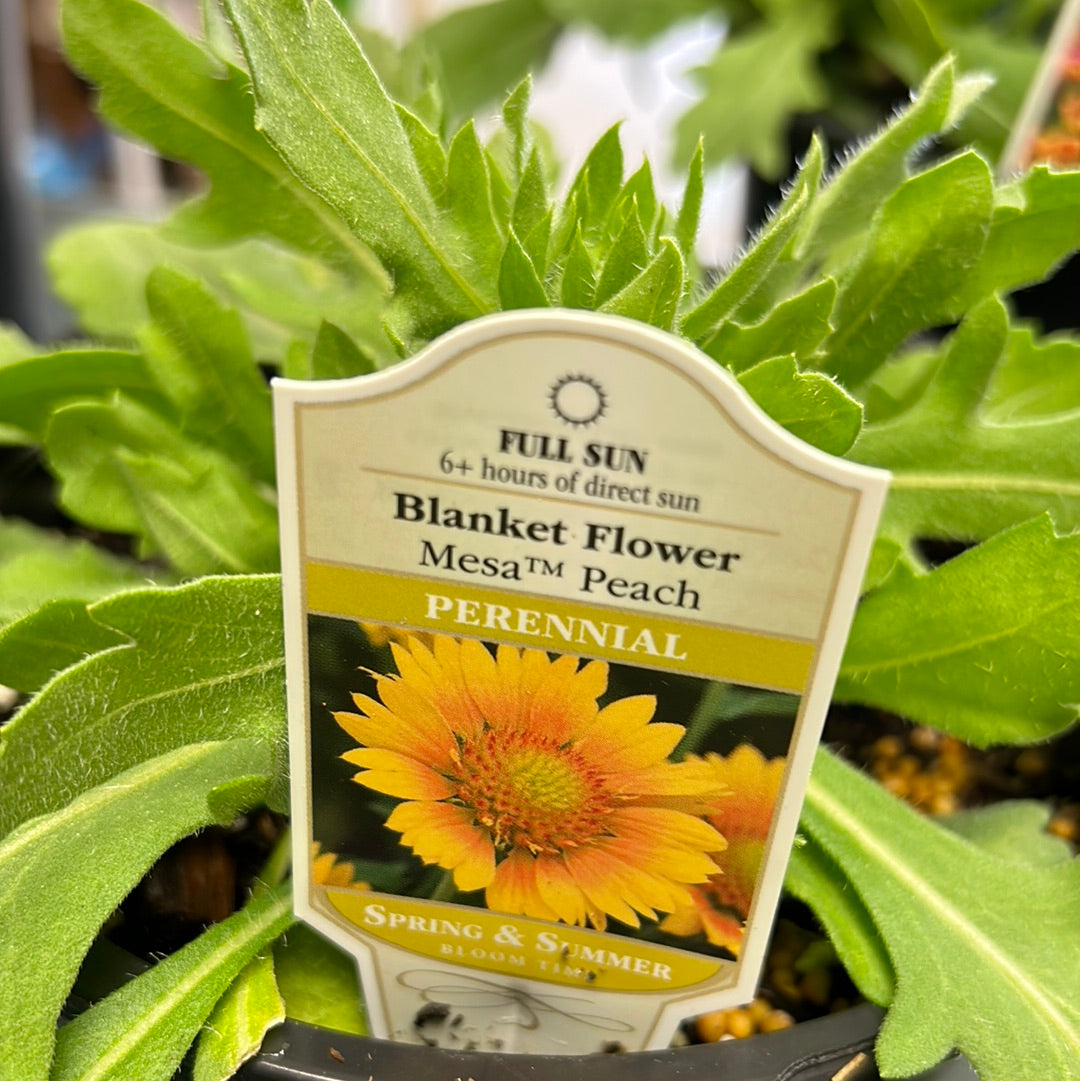 1 Gal Blanket Flower 'Gaillardia'