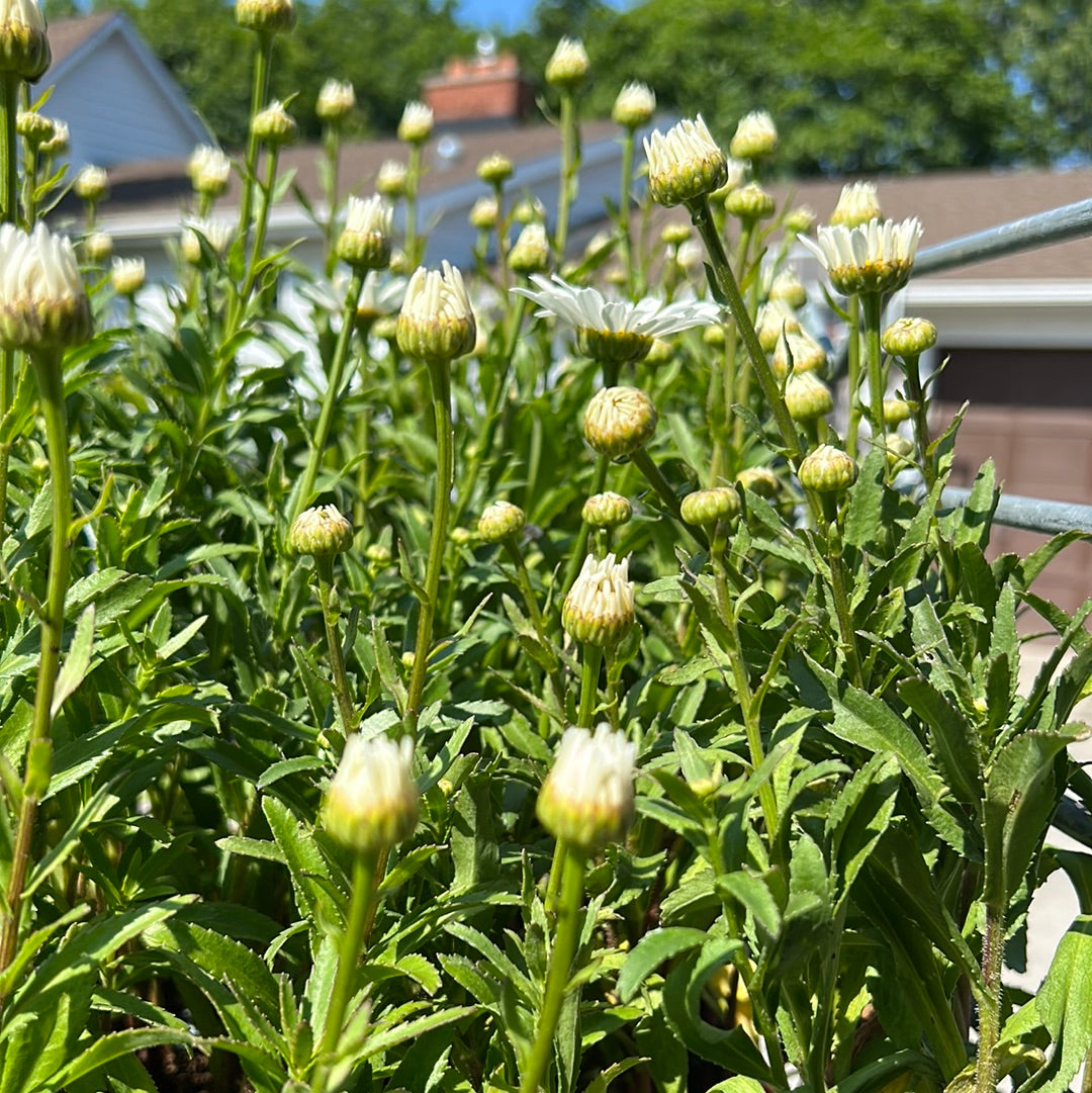 1 Gal Leucanthemum (Shasta Daisy)
