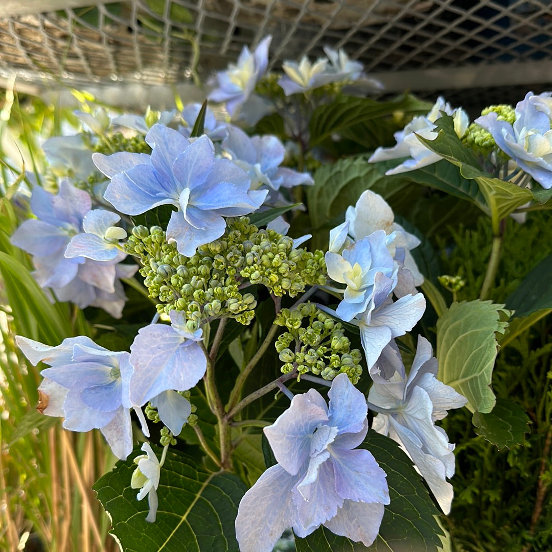 Tuff Stuff AH-HA Hydrangea