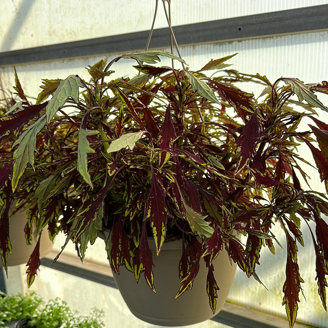 10" Coleus Hanging Baskets
