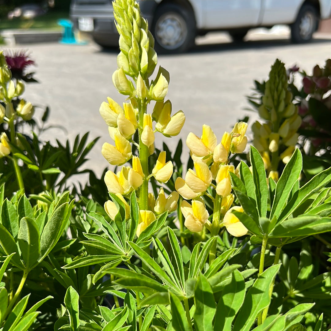 Lupine 'Lupinus' 1 Gal