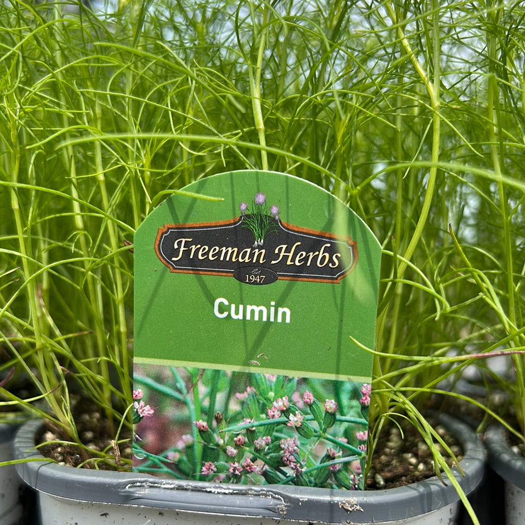 4" Cumin