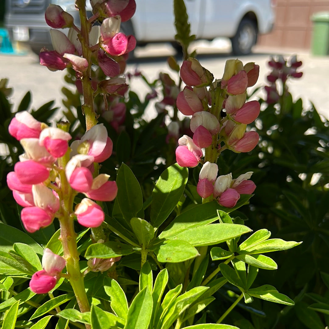 Lupine 'Lupinus' 1 Gal