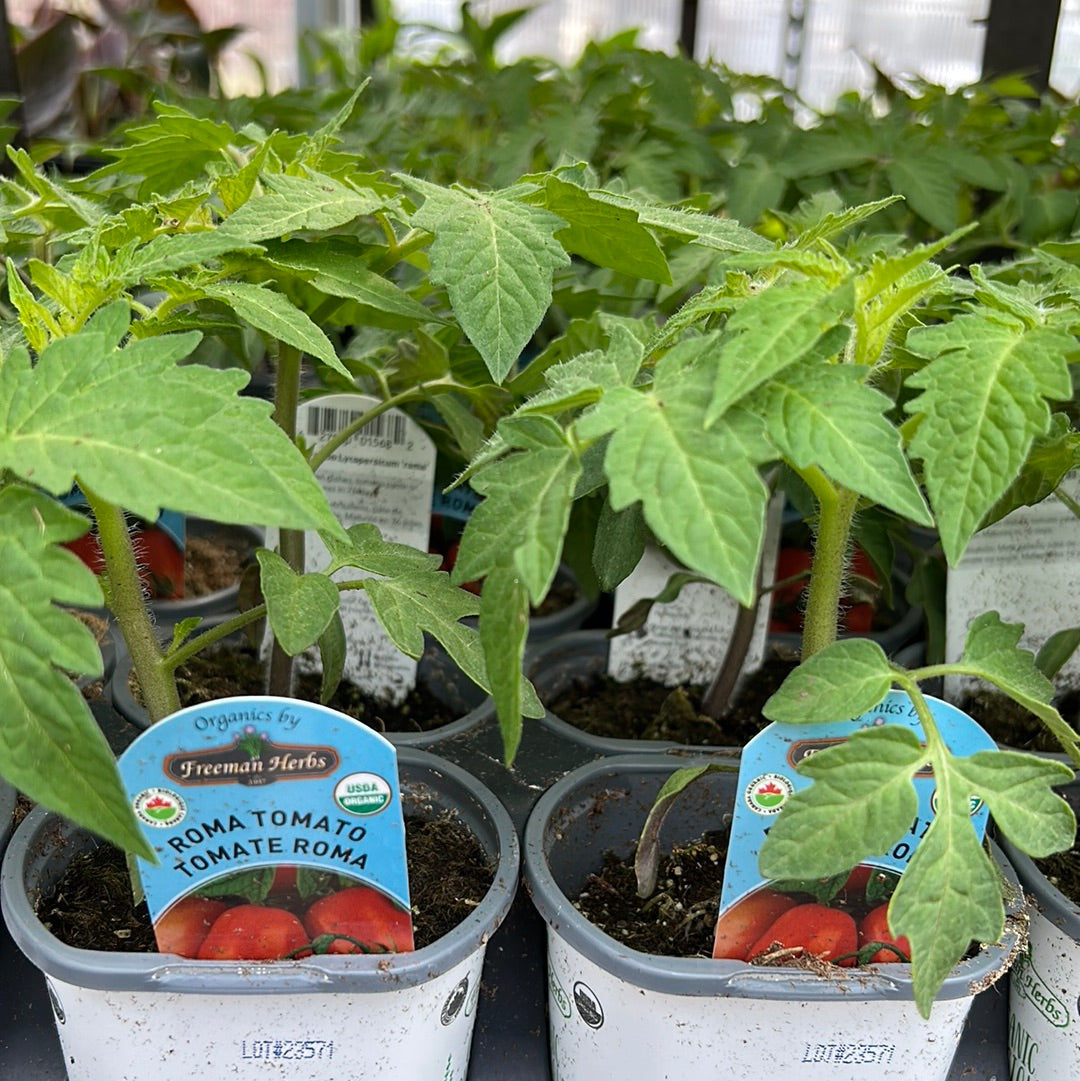 4" Organic Roma Tomato