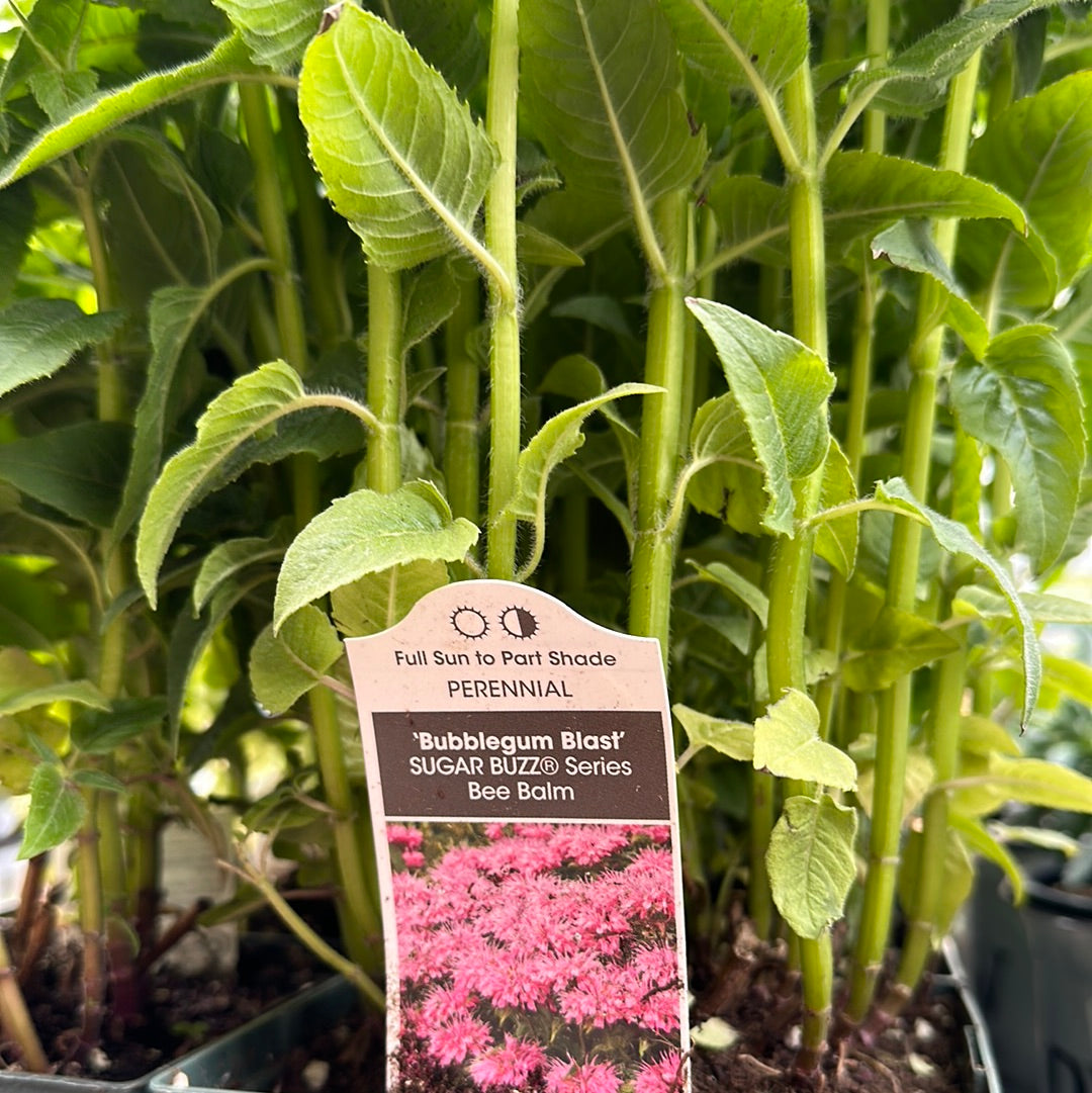 1 Gal Bee Balm 'Monarda Didyma'