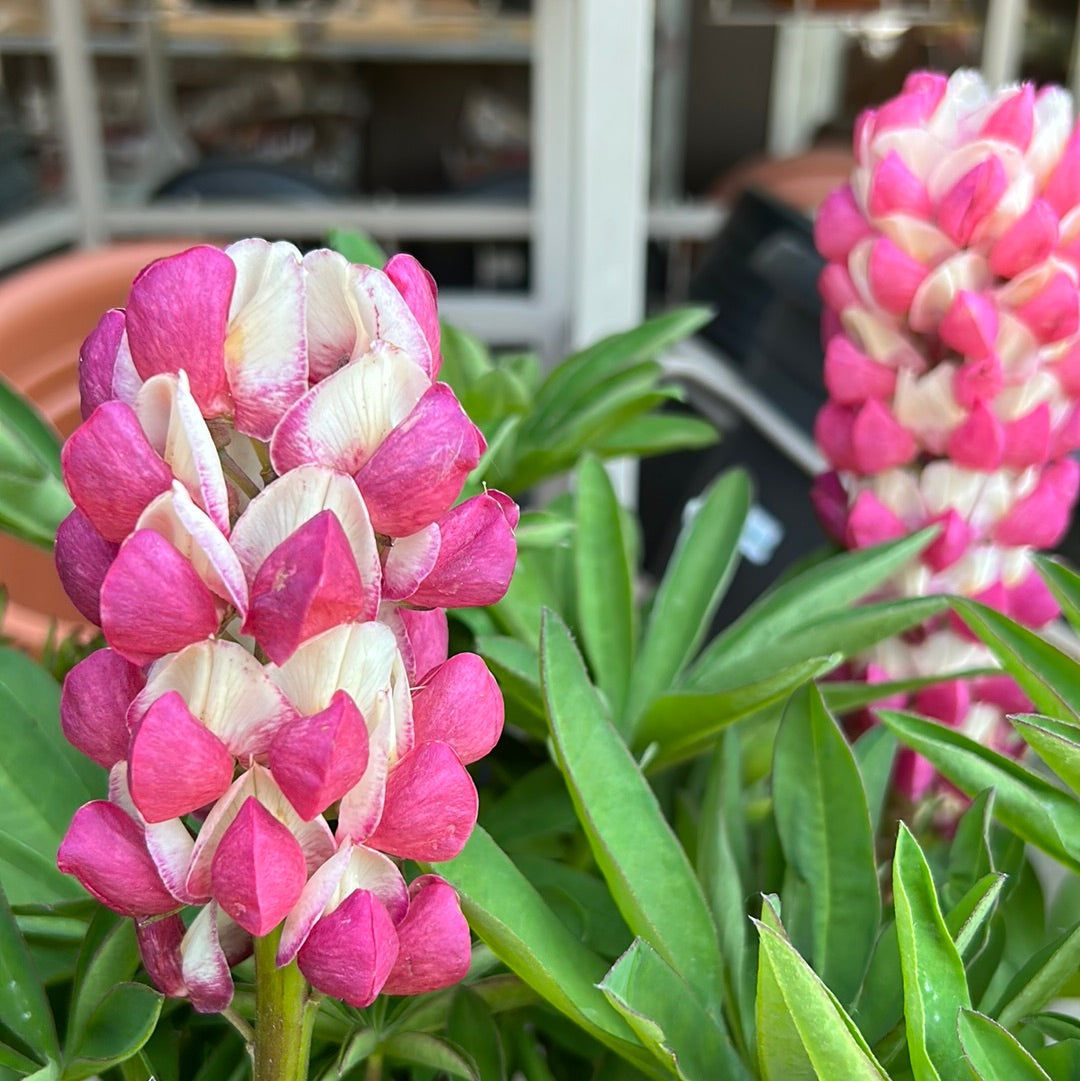 Lupine 'Lupinus' 1 Gal